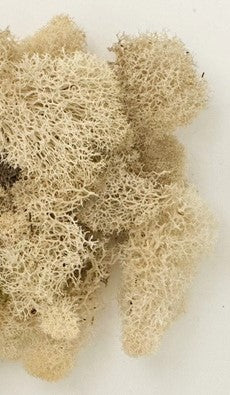 preserved reindeer moss