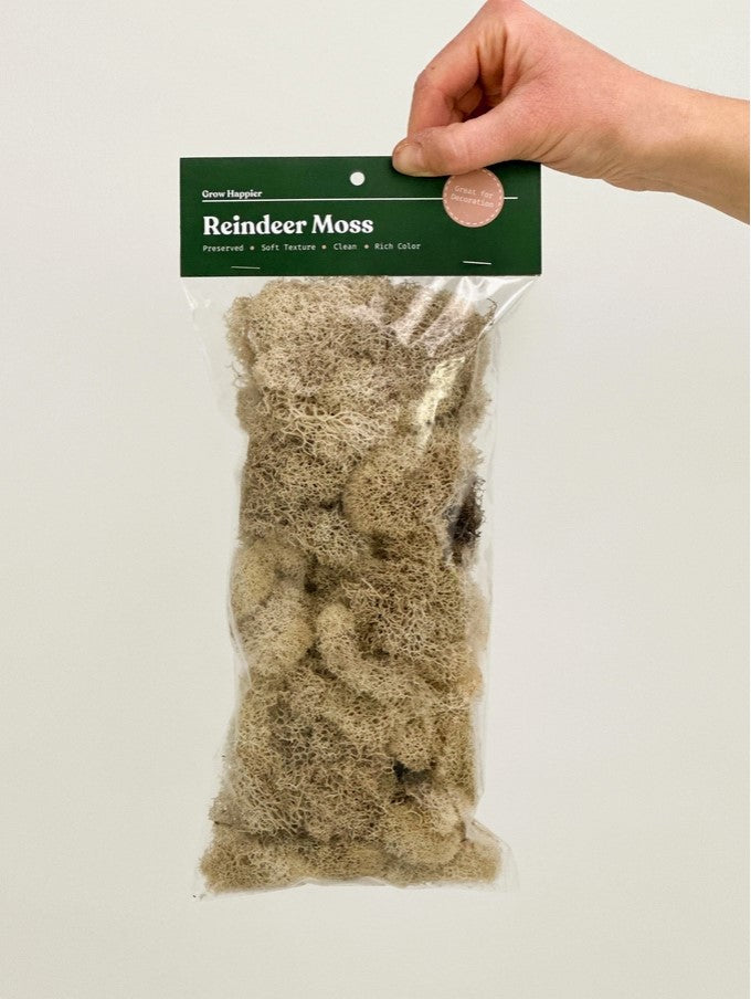 preserved reindeer moss